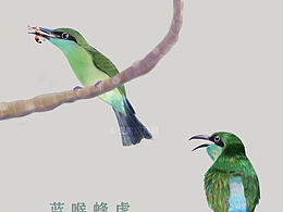 颜色特别仙的小鸟—蓝喉蜂虎