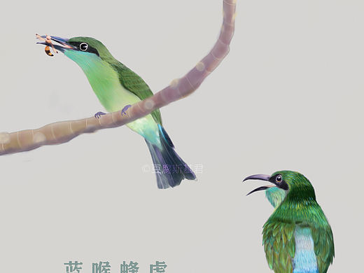 颜色特别仙的小鸟—蓝喉蜂虎