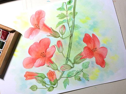 水彩凌霄花