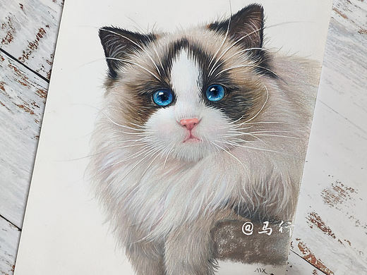 彩铅布偶猫