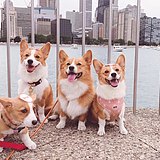 用户头像