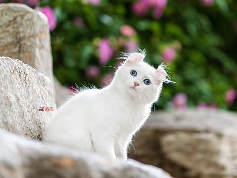 聚格宠物摄影｜猫咪外景拍摄
