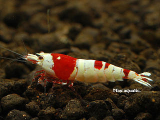 水晶蝦（個(gè)人主頁-ZNjU1MjczMg==） - 寵物攝影 - 站酷設(shè)計(jì)師feedfish原創(chuàng)素材 - 站酷ZCOOL