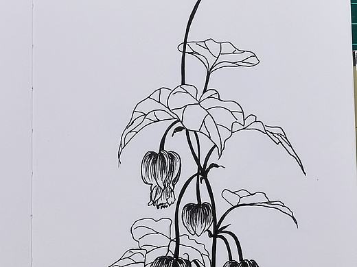 针管笔线稿