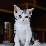 KenIsMe的头像