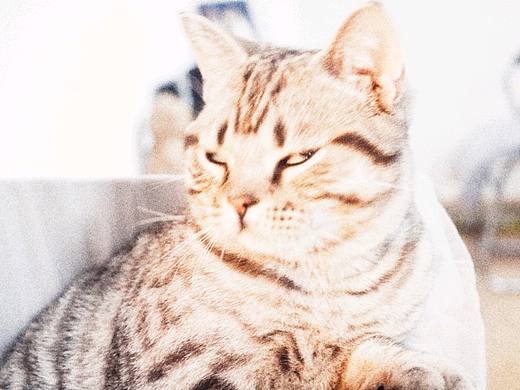 小梗兒春游記（個人主頁-ZMzQ0NzE3NzI=） - 寵物攝影 - 站酷設(shè)計師lavendercy原創(chuàng)素材 - 站酷ZCOOL