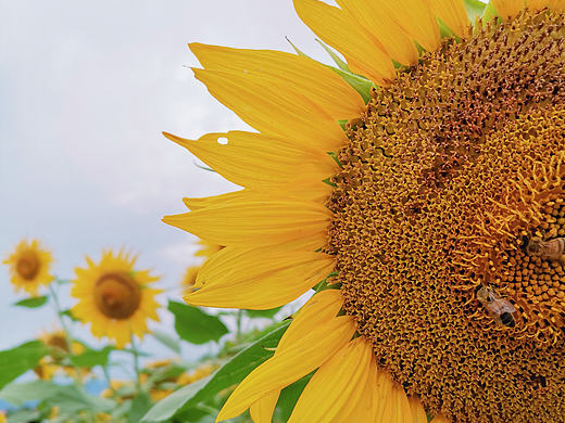 今天天空没太阳 ☀ ☀ ☀ 总觉得向日葵围着我转… 🌻 🌻 🌻