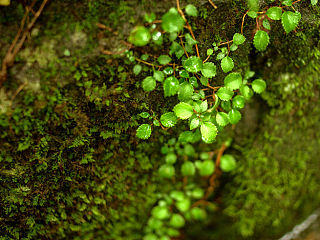汉拿山的自然的生命之美