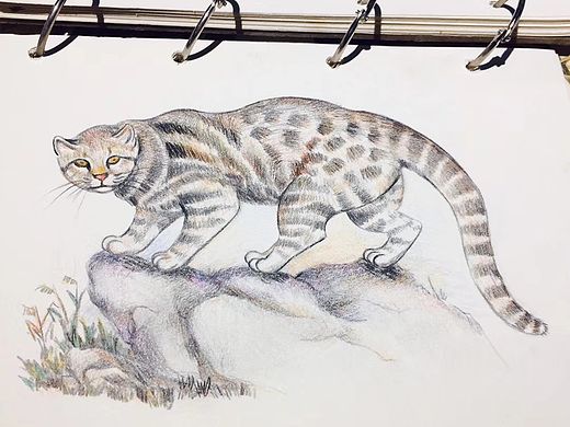 《异彩与变幻》插画创作