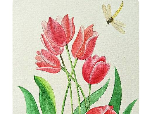 郁金香:tulip: