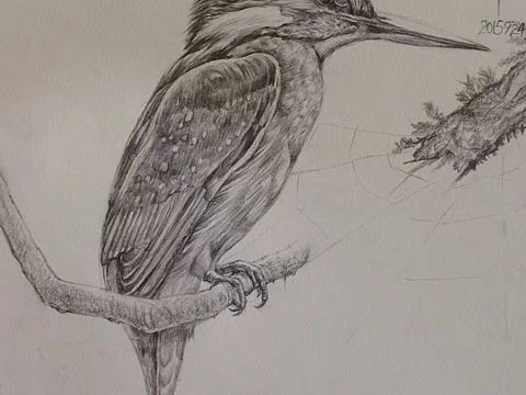 聆听-素描手绘科普动物