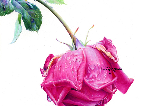 彩铅手绘《闭月羞花》