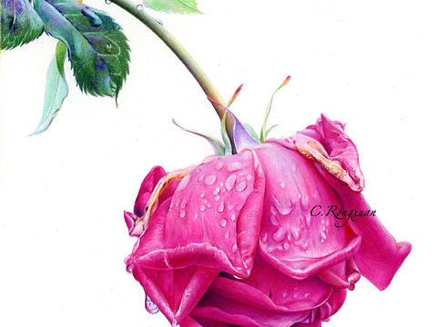 彩铅手绘《闭月羞花》