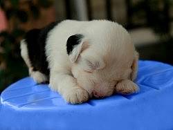 賣萌古牧Baby（個(gè)人主頁-ZMjM1MTg4OA==） - 寵物攝影 - 站酷設(shè)計(jì)師digger_deng原創(chuàng)素材 - 站酷ZCOOL