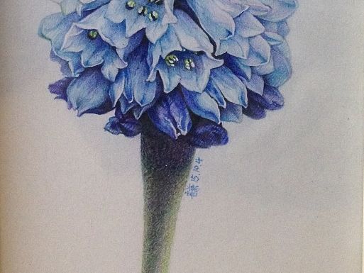 蓝花