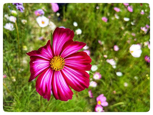 花（个人主页-ZMjg2NTIzMzI=） - 风光摄影 - 站酷设计师Paul870214原创素材 - 站酷ZCOOL