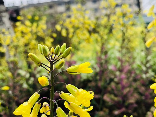 春天的颜色（个人主页-ZNjQzNzYzNjQ=） - 风光摄影 - 站酷设计师Anne_婉原创素材 - 站酷ZCOOL