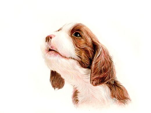 彩铅狗狗——英国史宾格犬（个人主页-ZMTM2MzcwODQ=） - 绘画 - 站酷设计师箐莜菲菲原创素材 - 站酷ZCOOL