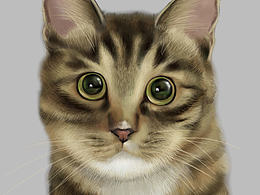 猫咪