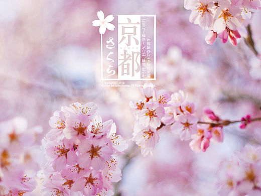 這些 那些 櫻花