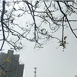 Z与晨同光与你的头像