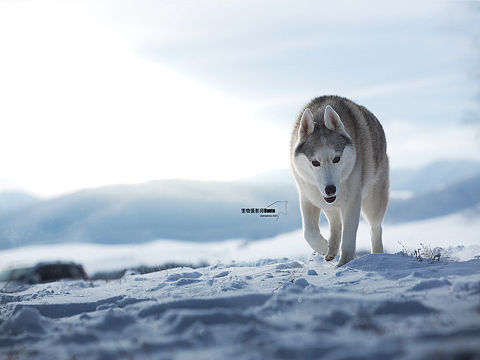 Dante宠物摄影雪景