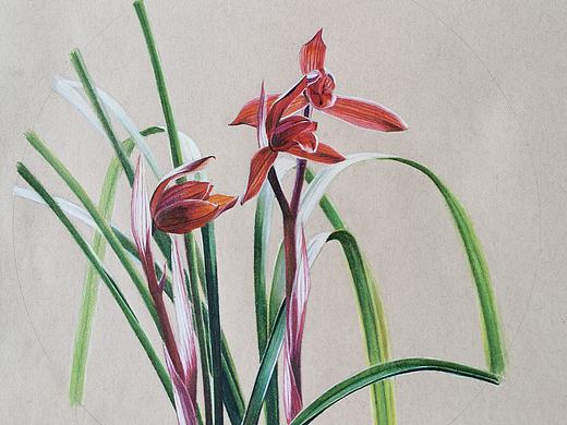 手绘—春兰醉红素