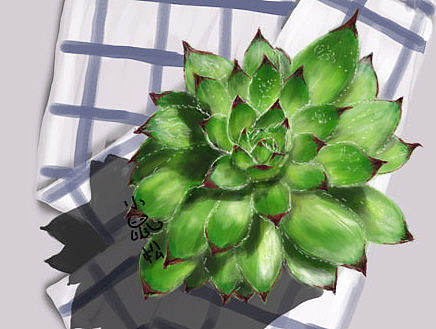 开篇练手～第一次数位板作品 观音莲 多肉植物Y(^_^)Y