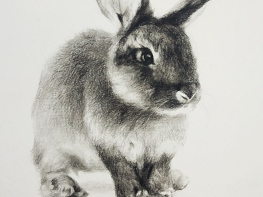素描动物(兔二)