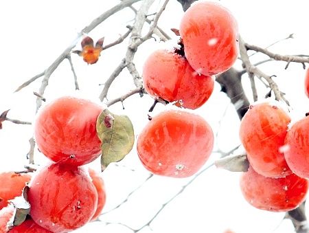 雪有魔法——柿子积了雪，就入了画