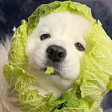 A达达的头像
