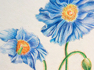 彩铅,每日一练习