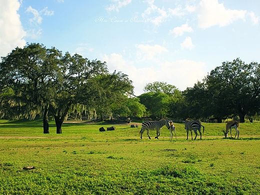 迪士尼、动物园-2013（个人主页-ZMTI5ODM0MzY=） - 风光摄影 - 站酷设计师肉七一不小心原创素材 - 站酷ZCOOL