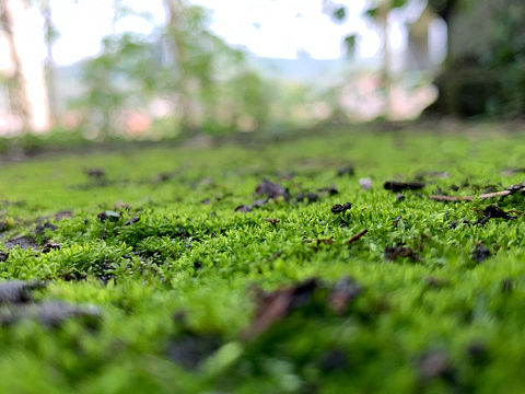 家（个人主页-ZMzg0MDkxODg=） - 风光摄影 - 站酷设计师我是鱼摆摆原创素材 - 站酷ZCOOL