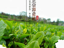 微信公众号-小3视觉 出品~ 大佛龙井详情页-清新风格