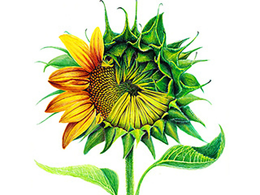 oy手绘:希望之花