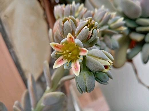 近期多肉开花合集