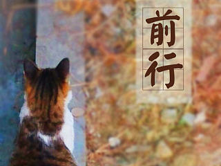 一只猫的日常-励志篇（个人主页-ZNTQyNzY1Mg==） - 宠物摄影 - 站酷设计师wendyzxl原创素材 - 站酷ZCOOL