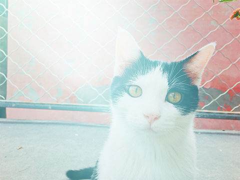 日常撸猫（个人主页-ZMjQzMDExOTY=） - 宠物摄影 - 站酷设计师薄荷的冬天原创素材 - 站酷ZCOOL