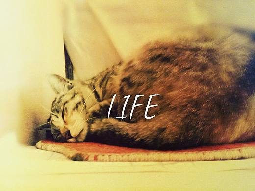 猫是一种睡着了的幸福