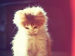 家里的豆腐 阳光下沐浴（个人主页-ZMTAzNDkyOA==） - 宠物摄影 - 站酷设计师Mthan.Mei原创素材 - 站酷ZCOOL