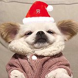 羊羊乐多的头像