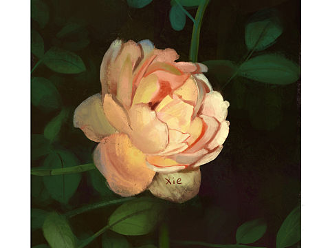 花（个人主页-ZNTExMTk4MDQ=） - 创作习作 - 站酷设计师麻辣王子肉原创素材 - 站酷ZCOOL