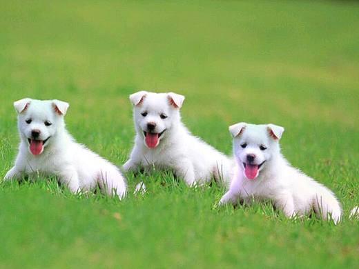 PS实战：用修补工具复制图像