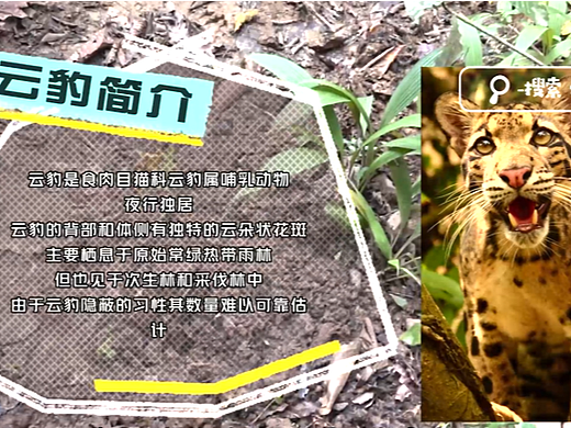 奇幻湃-尖叫吧女神户外探险项目-云豹与鹿