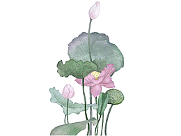 procreate植物水彩插画