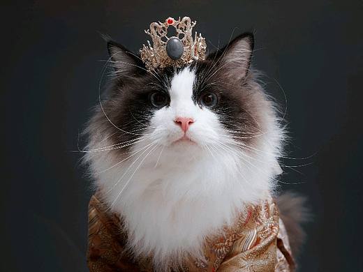 可爱的猫咪谁不爱