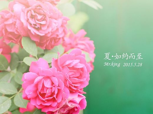 静末盛夏●遥望蔷薇花开