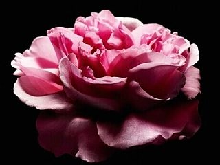 开放的花朵（个人主页-ZNDE0NTQwOA==） - 海报 - 站酷设计师妖妖时尚女王原创素材 - 站酷ZCOOL