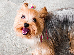 風(fēng)一樣的狗子